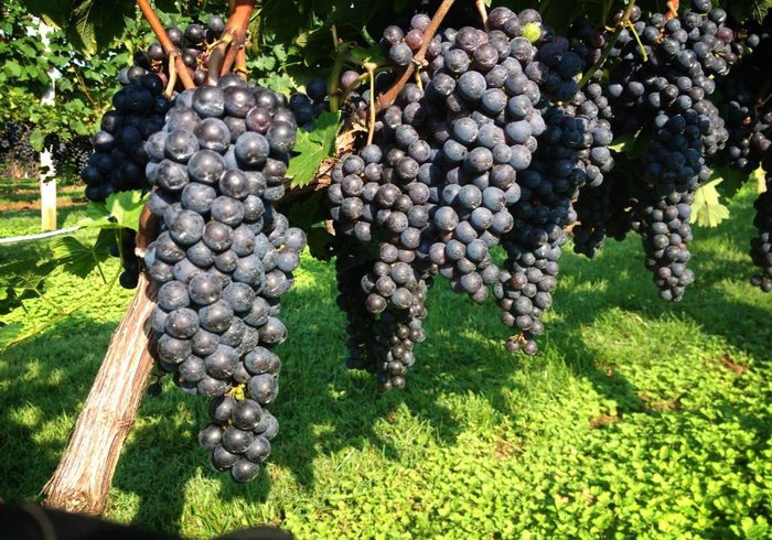 Catawba Valley Wine Trail Featured Image